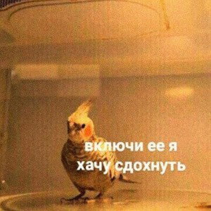 Virens - Savage