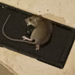 Im Death Come With Me