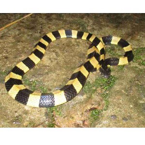 black and yellow snake bite acapella