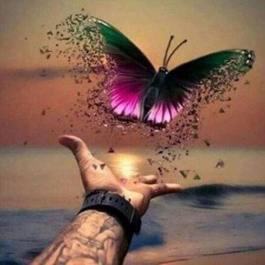 Butterfly 