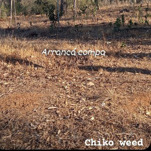🔥arrancá compa 🔥