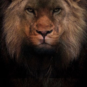 Heart Of A Lion 🦁 