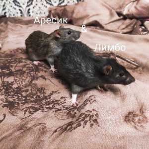Мой любимый крысачки 