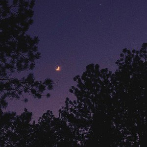 Dark Roses - Shishea  