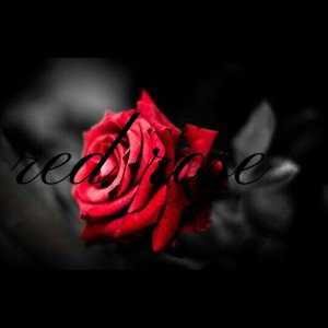 red rose