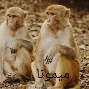 MONKEYS