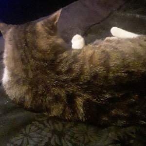BeeDissWeigh