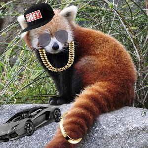 The Red Panda Rap
