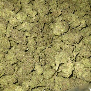 Trap Zigga   Ima Stoner _Freestyle
