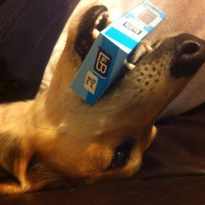 the dog came back with smokes  