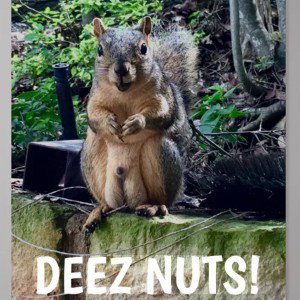 @Mrgetitgetit (#Deez 🥜 Nuts)
