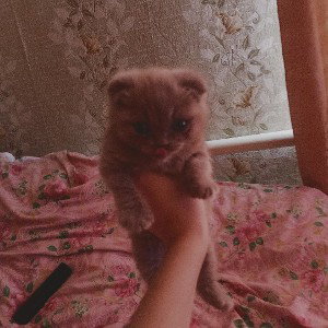 МЦфанЕее
