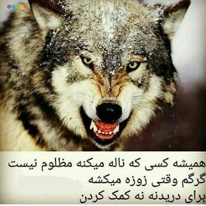 دیس