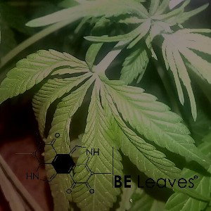 Booo Bass/Ty iLLa  -  How Da F@* Did I Get Here