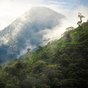 la jungla