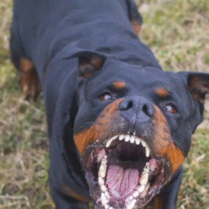 Dog food