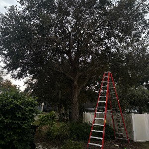 Family tree