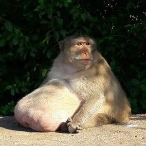 БОЖЕСТВЕННО
