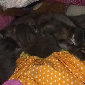 you guys are tripping tripping if you guys like cats