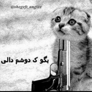 گرگ ۱ alireza