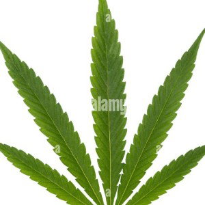plantation 