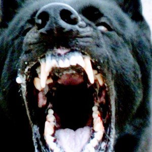 TZ The Problem Dog Food 