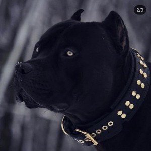 dog eyes freestyle