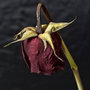 Dead Roses