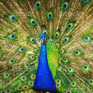 PHOENIX THE CONTRARIAN - 🦚 FLOCKING MY FEATHERS 🦚 2022-11-10 22_24