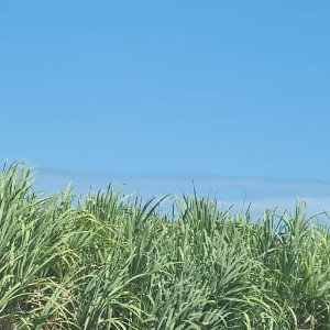 vrillé