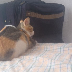 el triste adiós vieja amiga
