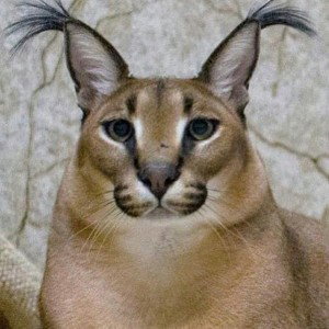 шлёпа