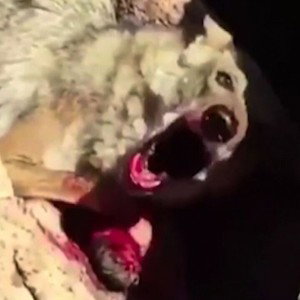 گرگ