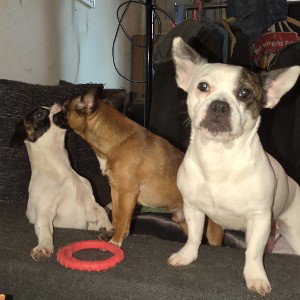 " meine Hunde "