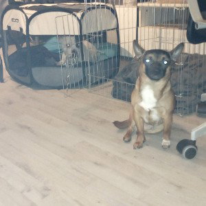  wuff wuff wau , meine Hunde 🐕