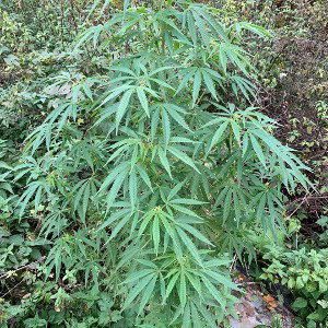 greenplants