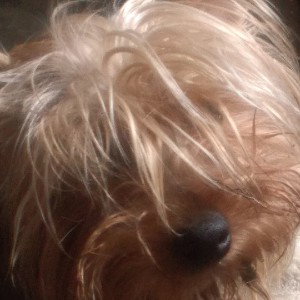 sad puppy