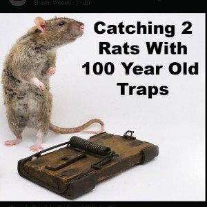 ''RAT TRAP''.....