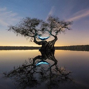 میمون