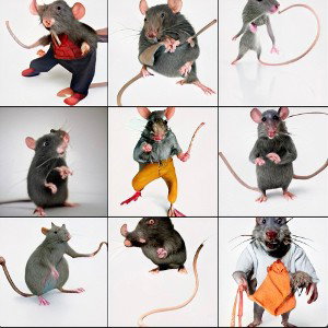 RAT MAN K