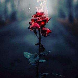 Roses are dead