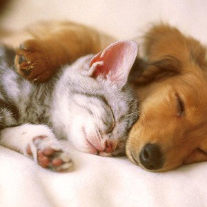 dogs and cats 