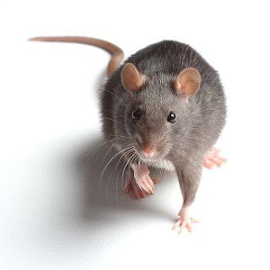  the fat rat 