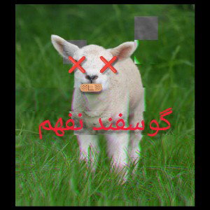 گوسفند نفهمی که فرار کرد