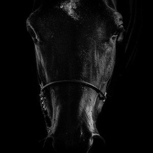 Jax Dieter - Dark horse 