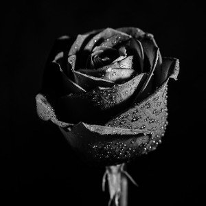 Black Rose 2 GetaSoul&HaN_
