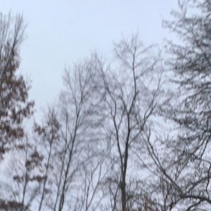 Gray sky