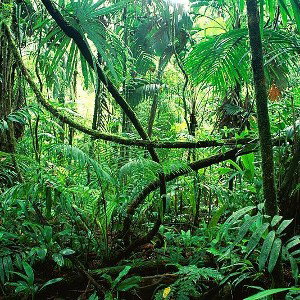 #"dSChUnGeL"🌴🦧🐒🦁🐅🦒🐍🌴