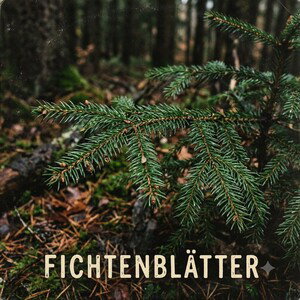 Fichtenblätter 