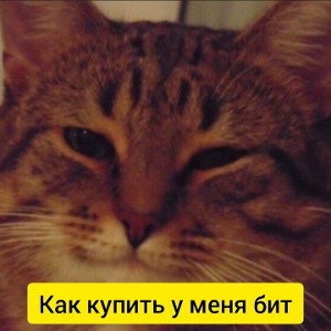 Как купить у меня бит